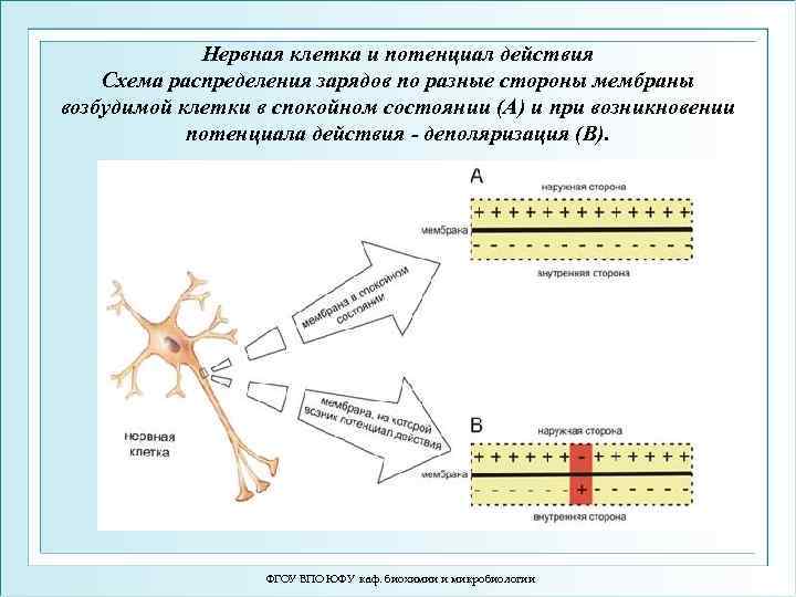 Нервная клетка и потенциал действия Схема распределения зарядов по разные стороны мембраны возбудимой клетки