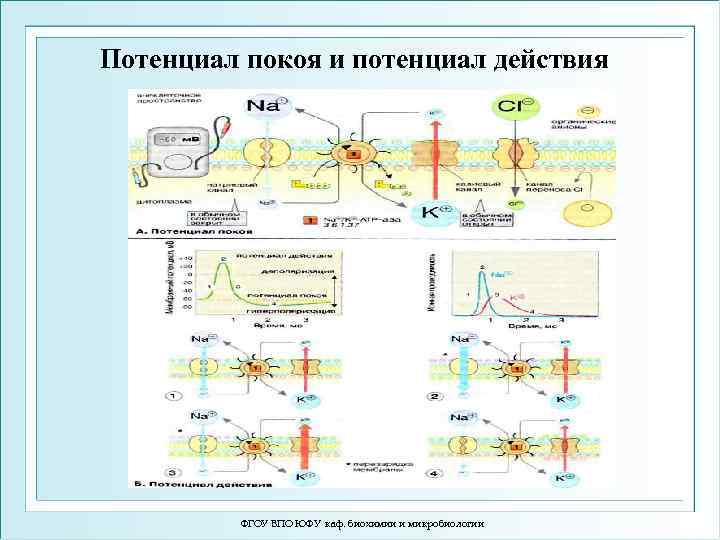 Потенциал покоя и потенциал действия ФГОУ ВПО ЮФУ каф. биохимии и микробиологии 
