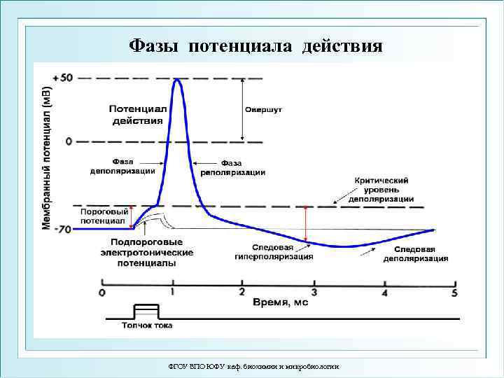 Фазы потенциала действия ФГОУ ВПО ЮФУ каф. биохимии и микробиологии 
