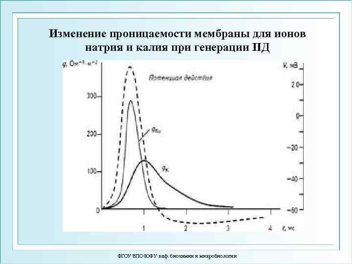 Изменение проницаемости мембраны для ионов натрия и калия при генерации ПД ФГОУ ВПО ЮФУ