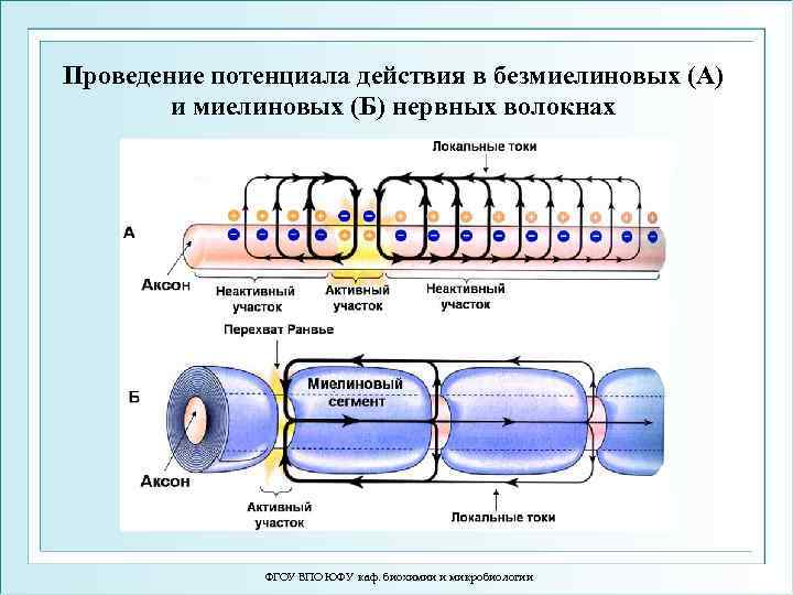 Проведение потенциала действия в безмиелиновых (А) и миелиновых (Б) нервных волокнах ФГОУ ВПО ЮФУ