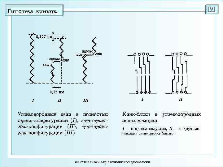 [9] Гипотеза кинков. ФГОУ ВПО ЮФУ каф. биохимии и микробиологии 