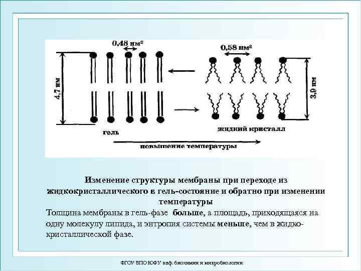 Изменение структуры мембраны при переходе из жидкокристаллического в гель-состояние и обратно при изменении температуры