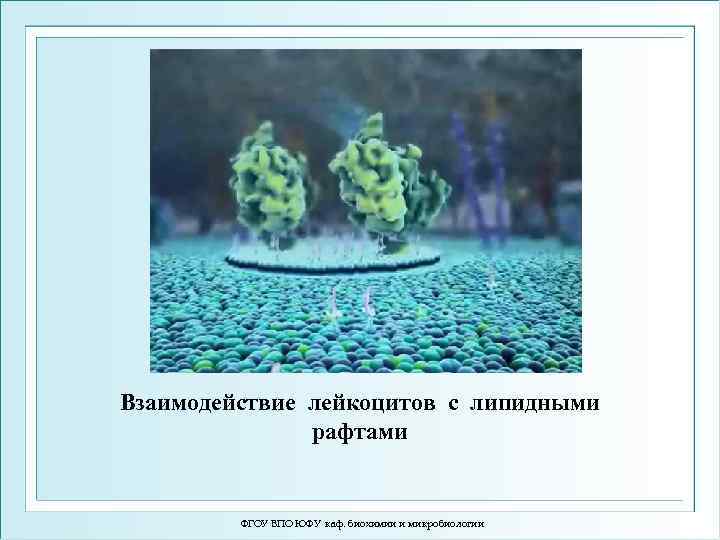 Взаимодействие лейкоцитов с липидными рафтами ФГОУ ВПО ЮФУ каф. биохимии и микробиологии 