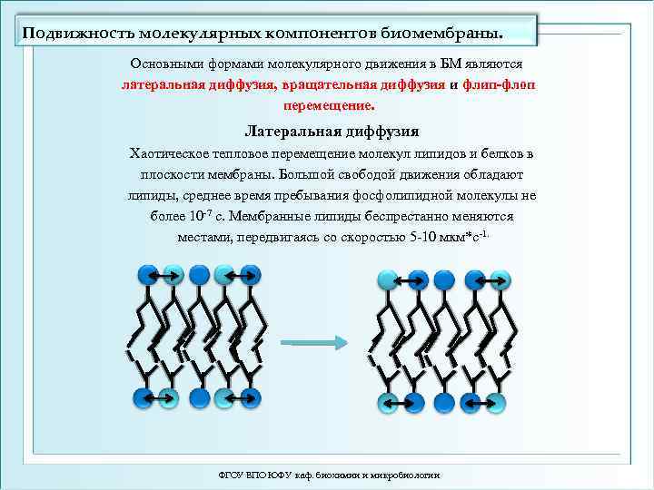 Подвижность молекулярных компонентов биомембраны. Основными формами молекулярного движения в БМ являются латеральная диффузия, вращательная