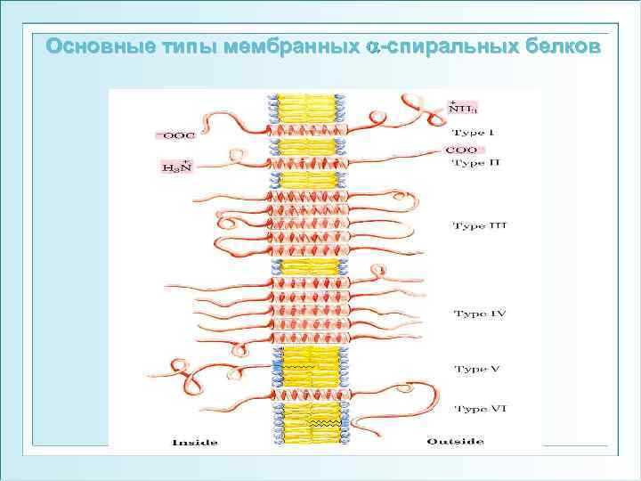 Основные типы мембранных -спиральных белков 