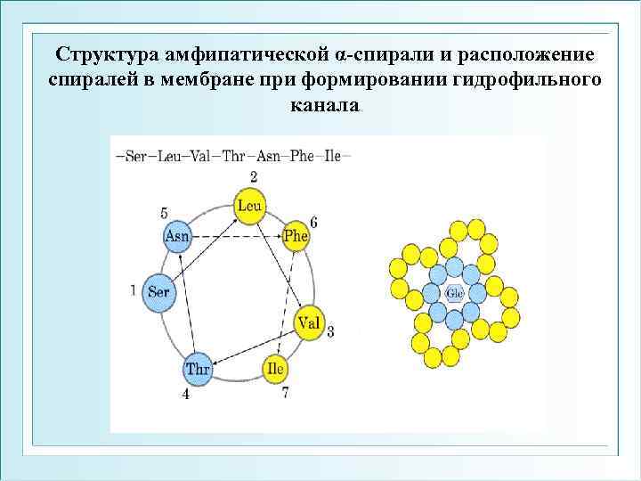 Структура амфипатической α-спирали и расположение спиралей в мембране при формировании гидрофильного канала 