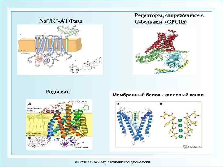 Na+/K+-ATФаза Рецепторы, сопряженные с G-белками (GPCRs) Родопсин ФГОУ ВПО ЮФУ каф. биохимии и микробиологии