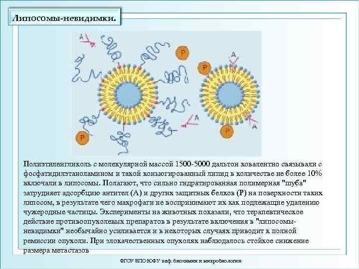 Липосомы-невидимки. Полиэтиленгликоль с молекулярной массой 1500 -5000 дальтон ковалентно связывали с фосфатидилэтаноламином и такой