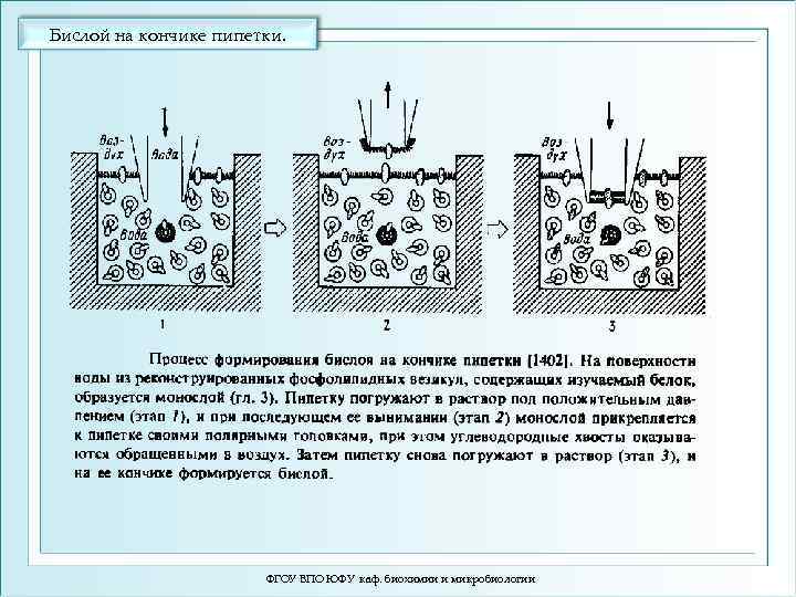 Бислой на кончике пипетки. ФГОУ ВПО ЮФУ каф. биохимии и микробиологии 