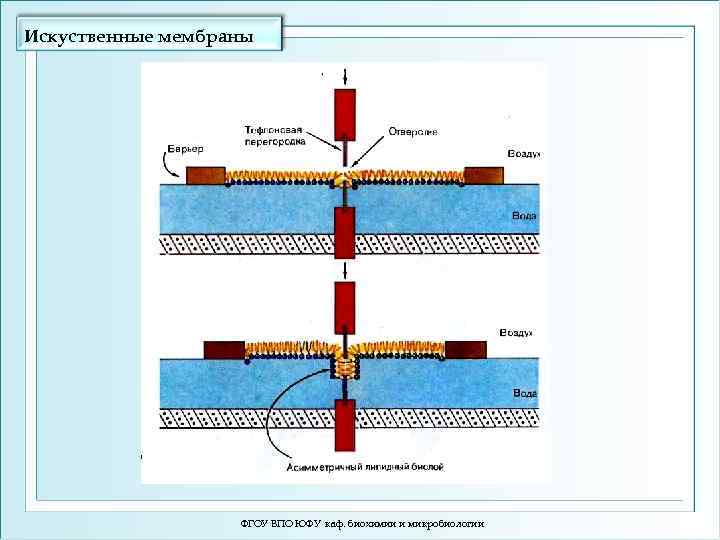 Искуственные мембраны ФГОУ ВПО ЮФУ каф. биохимии и микробиологии 