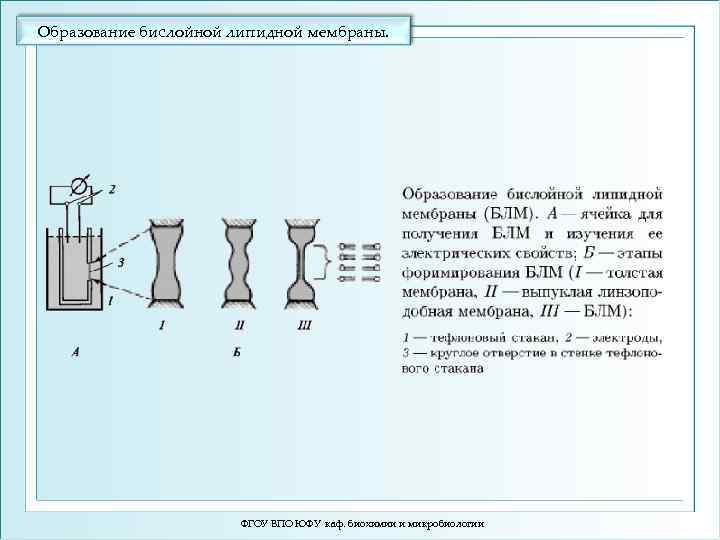 Образование бислойной липидной мембраны. ФГОУ ВПО ЮФУ каф. биохимии и микробиологии 