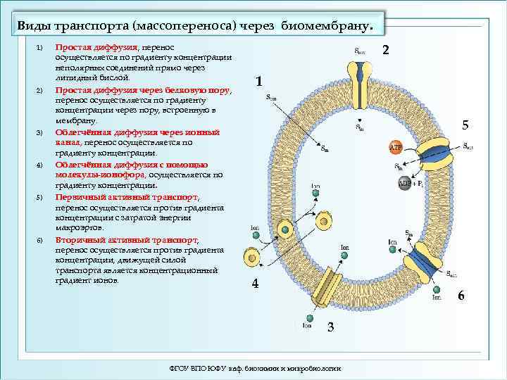 Виды транспорта (массопереноса) через биомембрану. 1) 2) 3) 4) 5) 6) Простая диффузия, перенос