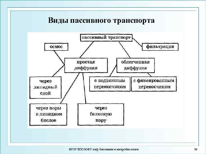 Виды пассивного транспорта ФГОУ ВПО ЮФУ каф. биохимии и микробиологии 58 