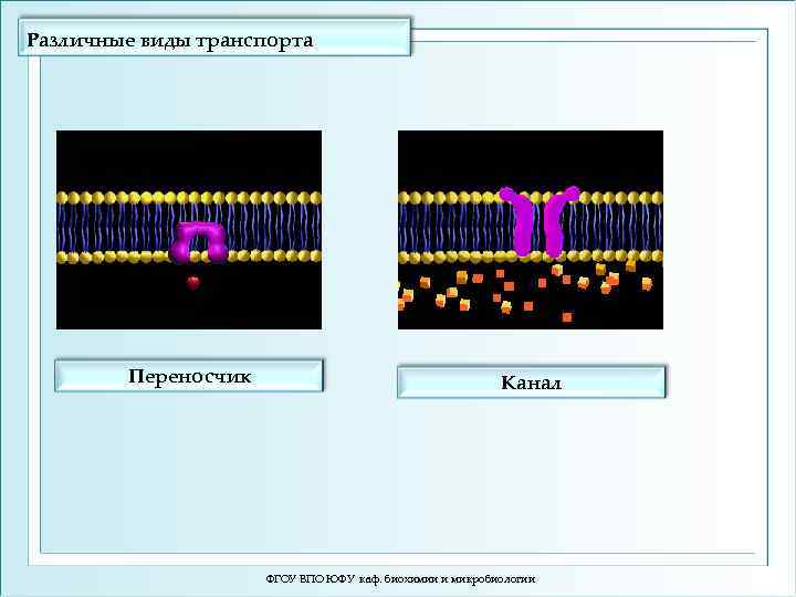 Различные виды транспорта Переносчик Канал ФГОУ ВПО ЮФУ каф. биохимии и микробиологии 