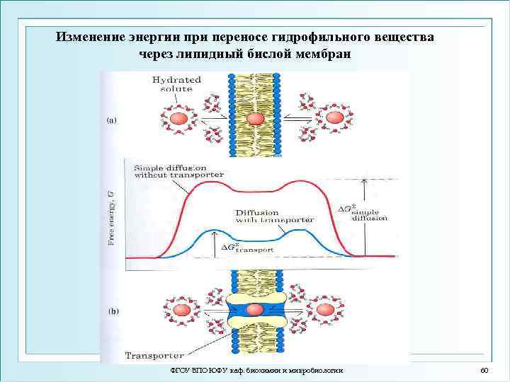 Изменение энергии при переносе гидрофильного вещества через липидный бислой мембран ФГОУ ВПО ЮФУ каф.