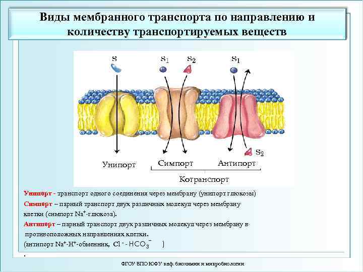 Возможен ли одновременный трансмембранный перенос ионов калия и натрия по схеме унипорта