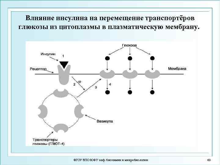 Процессы мембраны