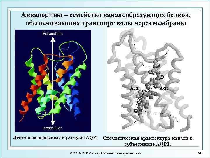 Аквапорины – семейство каналообразующих белков, обеспечивающих транспорт воды через мембраны Асн Ленточная диаграмма структуры