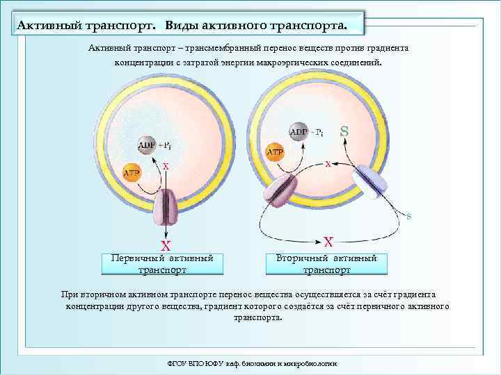 Активный транспорт. Виды активного транспорта. Активный транспорт – трансмембранный перенос веществ против градиента концентрации