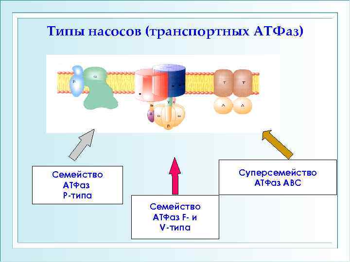Типы насосов (транспортных АТФаз) Суперсемейство АТФаз АВС Семейство АТФаз Р-типа Семейство АТФаз F- и