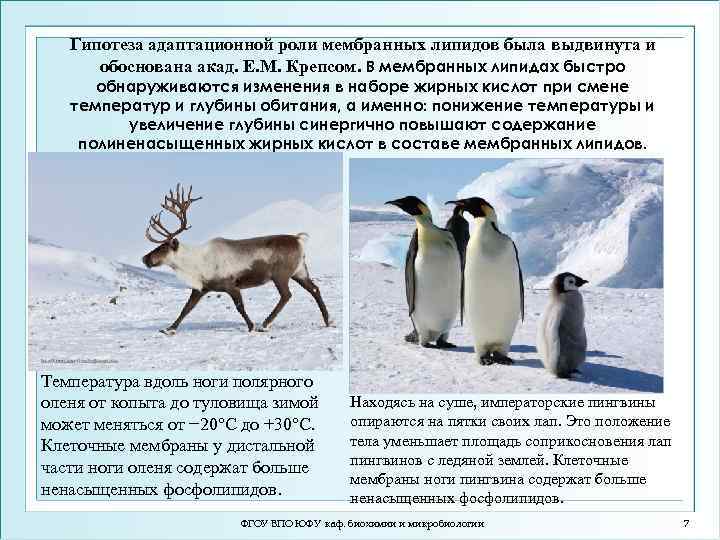 Гипотеза адаптационной роли мембранных липидов была выдвинута и обоснована акад. Е. М. Крепсом. В