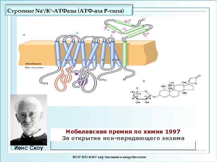 Строение Na+/K+-ATФазы (АТФ-аза Р-типа) а Нобелевская премия по химии 1997 За открытие ион-передающего энзима