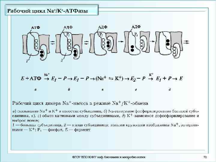 Рабочий цикл Na+/K+-ATФазы ФГОУ ВПО ЮФУ каф. биохимии и микробиологии 72 