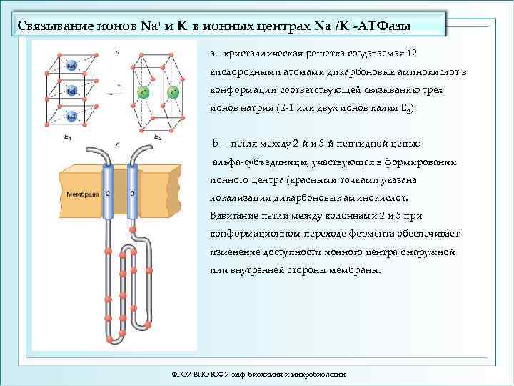 Связывание ионов Na+ и K в ионных центрах Na+/K+-ATФазы а - кристаллическая решетка создаваемая