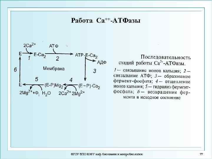 Работа Са++-ATФазы ФГОУ ВПО ЮФУ каф. биохимии и микробиологии 77 
