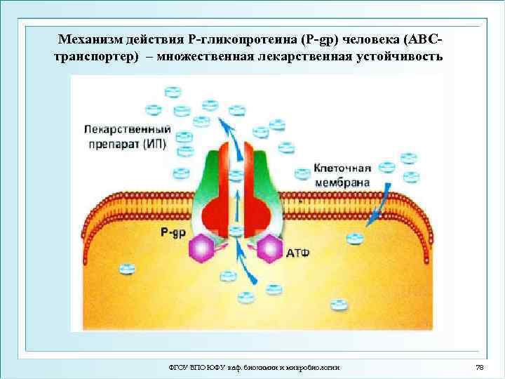  Механизм действия Р-гликопротеина (P-gp) человека (ABC- транспортер) – множественная лекарственная устойчивость ФГОУ ВПО