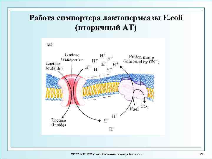 Работа симпортера лактопермеазы E. coli (вторичный АТ) ФГОУ ВПО ЮФУ каф. биохимии и микробиологии