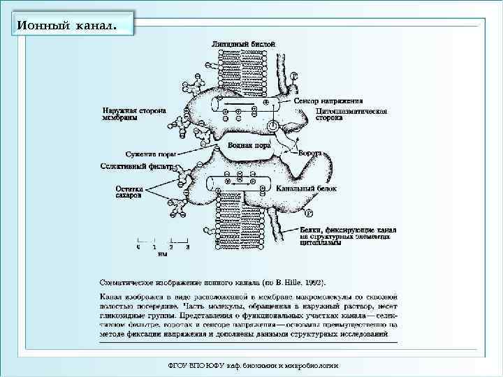 Ионный канал. ФГОУ ВПО ЮФУ каф. биохимии и микробиологии 