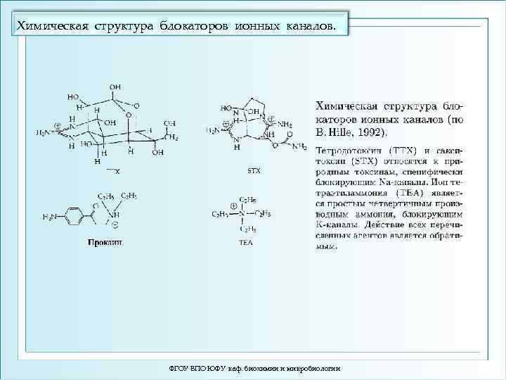 Химическая структура блокаторов ионных каналов. ФГОУ ВПО ЮФУ каф. биохимии и микробиологии 
