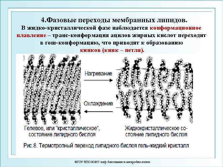 Фазовые переходы мембраны