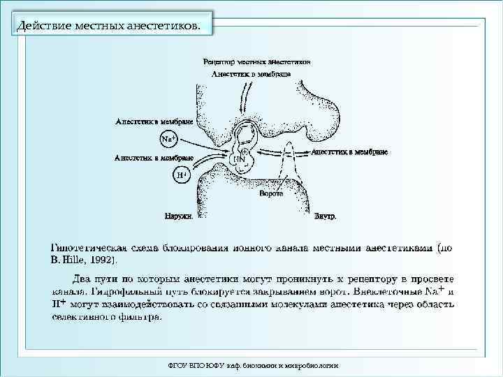 Действие местных анестетиков. ФГОУ ВПО ЮФУ каф. биохимии и микробиологии 
