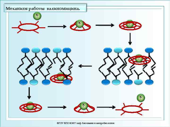 Механизм работы валиномицина. К + К К + + К + К + К