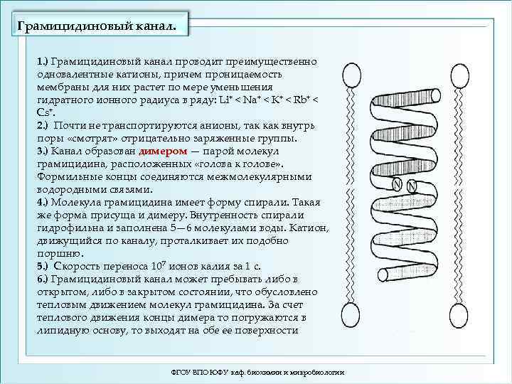 Грамицидиновый канал. 1. ) Грамицидиновый канал проводит преимущественно одновалентные катионы, причем проницаемость мембраны для