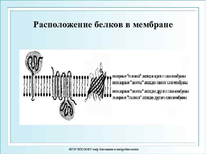 Расположение белков в мембране ФГОУ ВПО ЮФУ каф. биохимии и микробиологии 