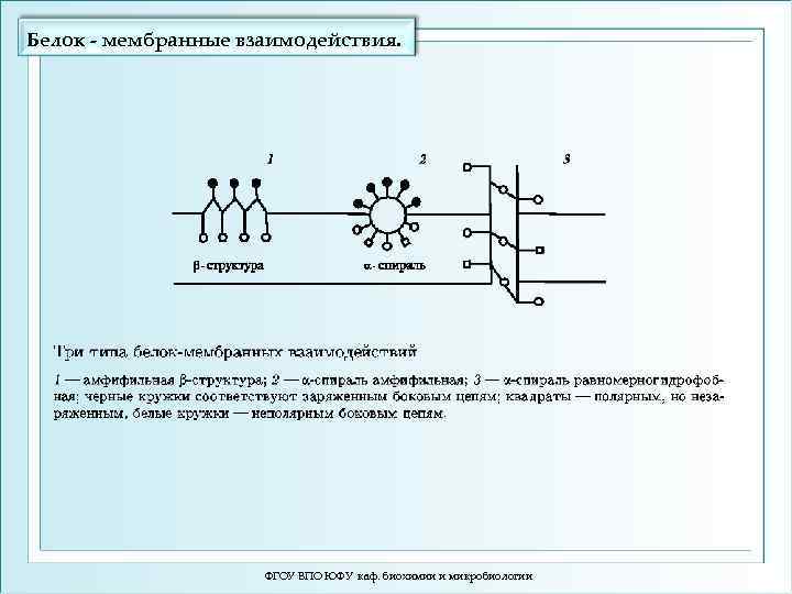 Белок - мембранные взаимодействия. ФГОУ ВПО ЮФУ каф. биохимии и микробиологии 