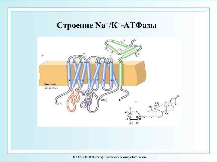 Строение Na+/K+-ATФазы ФГОУ ВПО ЮФУ каф. биохимии и микробиологии 