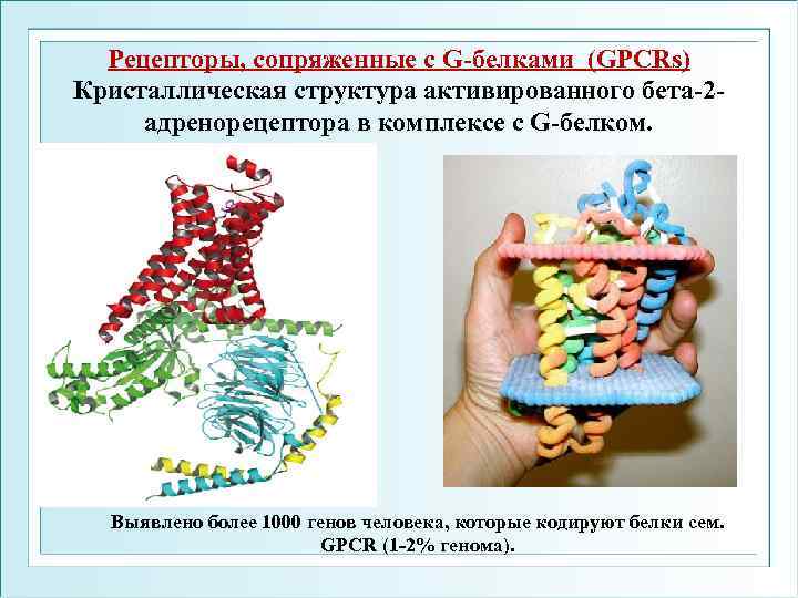 Рецепторы, сопряженные с G-белками (GPCRs) Кристаллическая структура активированного бета-2 адренорецептора в комплексе с G-белком.