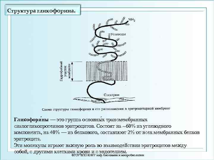 Структура гликофорина. Гликофори ны — это группа основны х трансмембранных сиалогликопротеинов эритроцитов. Состоят на