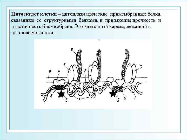 Цитоскелет клетки – цитоплазматические примембранные белки, связанные со структурными белками, и придающие прочность и