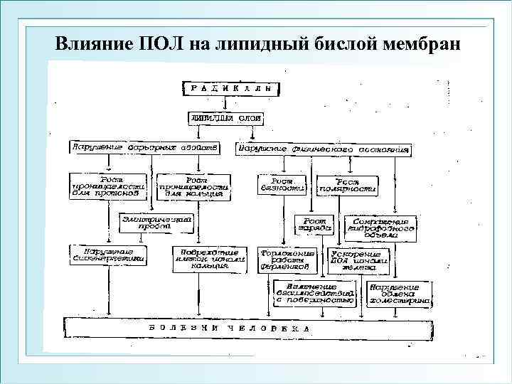 Влияние ПОЛ на липидный бислой мембран 