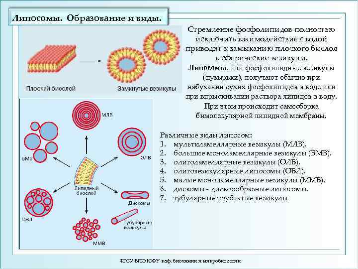 Липосомы. Образование и виды. Стремление фосфолипидов полностью исключить взаимодействие с водой приводит к замыканию