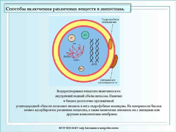 Способы включения различных веществ в липосомы. Водорастворимые вещества включаются во внутренний водный объём липосом.