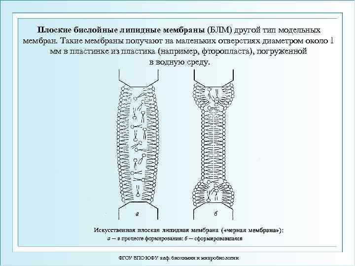 Плоские бислойные липидные мембраны (БЛМ) другой тип модельных мембран. Такие мембраны получают на маленьких