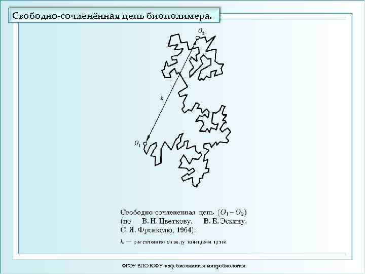 Свободно-сочленённая цепь биополимера. ФГОУ ВПО ЮФУ каф. биохимии и микробиологии 