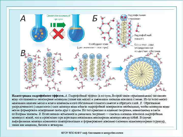 Иллюстрация гидрофобного эффекта. А. Гидрофобный эффект (а по сути, Второй закон термодинамики) заставляет воду